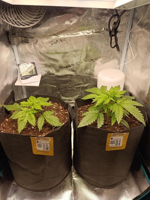 Jack Harer Auto and Cheese Auto. Week 2