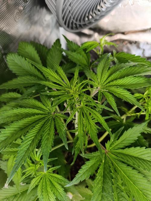 Jack Harer Auto and Cheese Auto. Week 3 - Jack Harer is preflower phase 