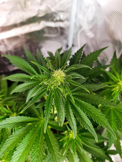 Jack Harer Auto and Cheese Auto. Week 3 - Cheese in flower 