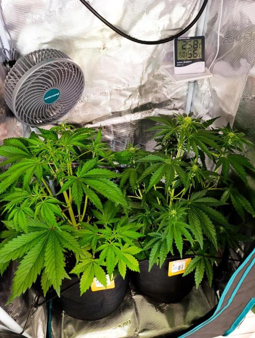 Jack Harer Auto and Cheese Auto. Week 3