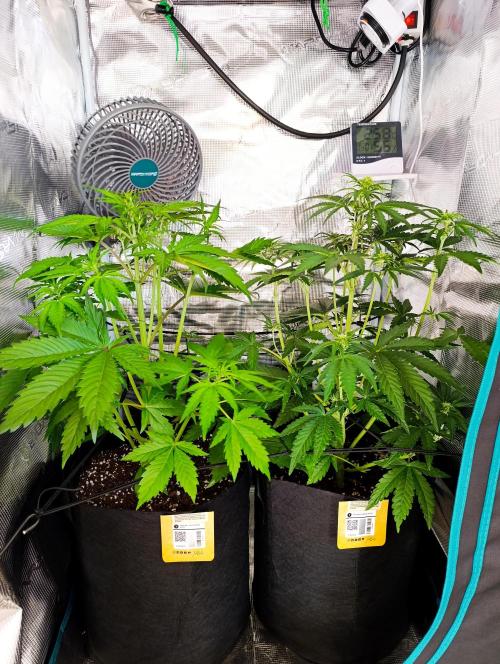 Jack Harer Auto and Cheese Auto. Week 3