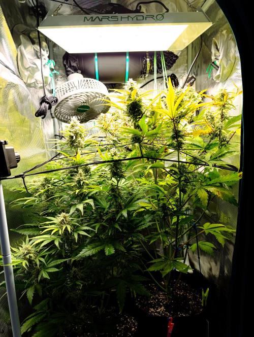 Jack Harer Auto and Cheese Auto. Week 9 - Left Cheese, Right Jack Harer 