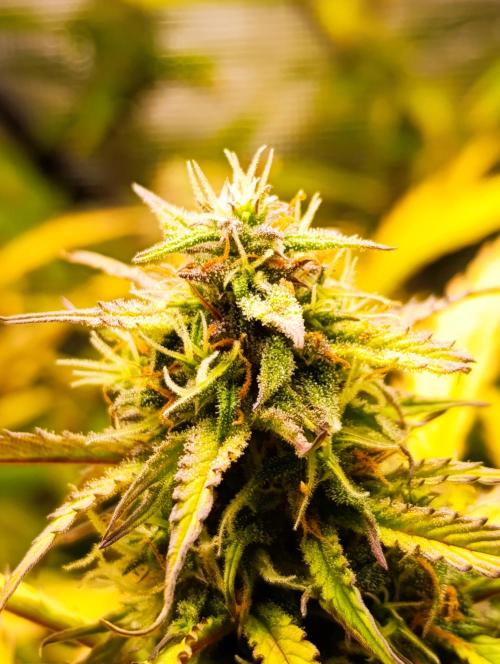 Jack Harer Auto and Cheese Auto. Week 9