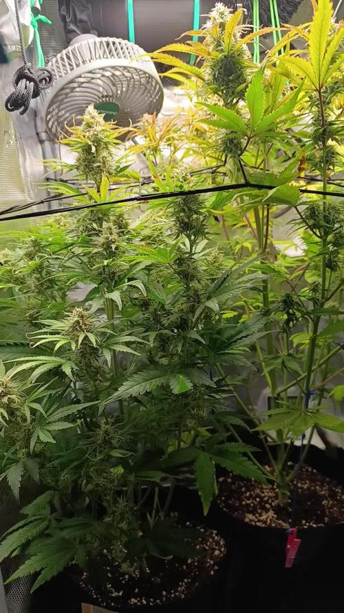 Jack Harer Auto and Cheese Auto