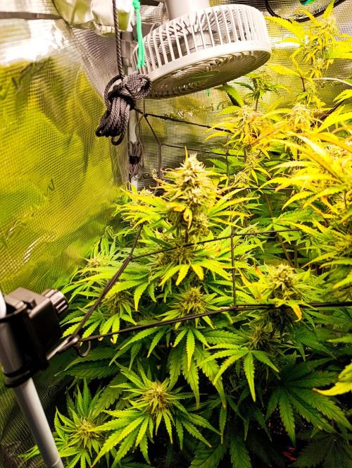 Jack Harer Auto and Cheese Auto. Week 9 - Cheese 