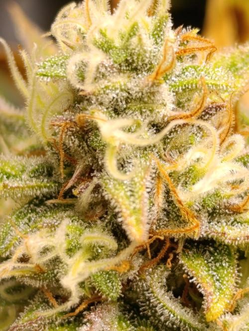 Jack Harer Auto and Cheese Auto. Week 9