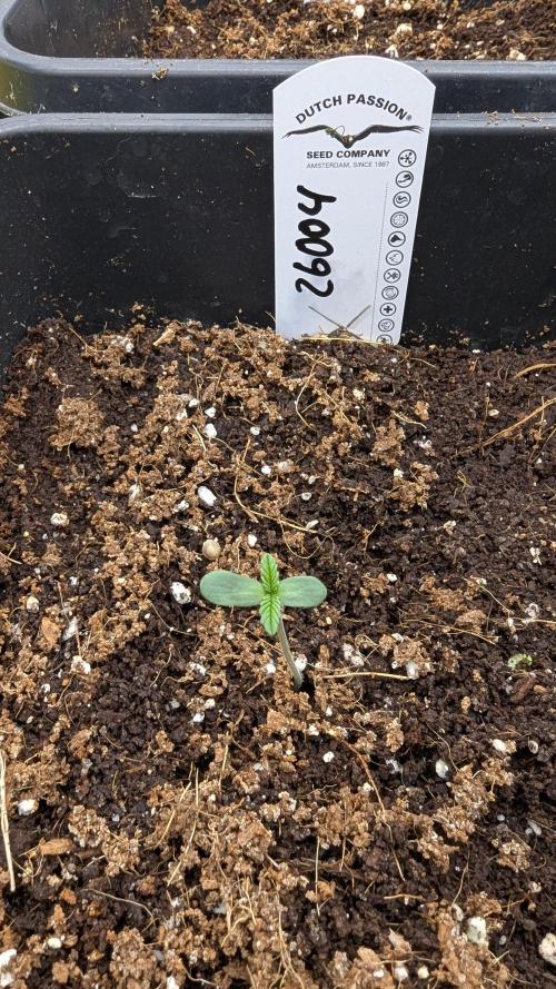 Dutch Passion Tester 26004. Week 0