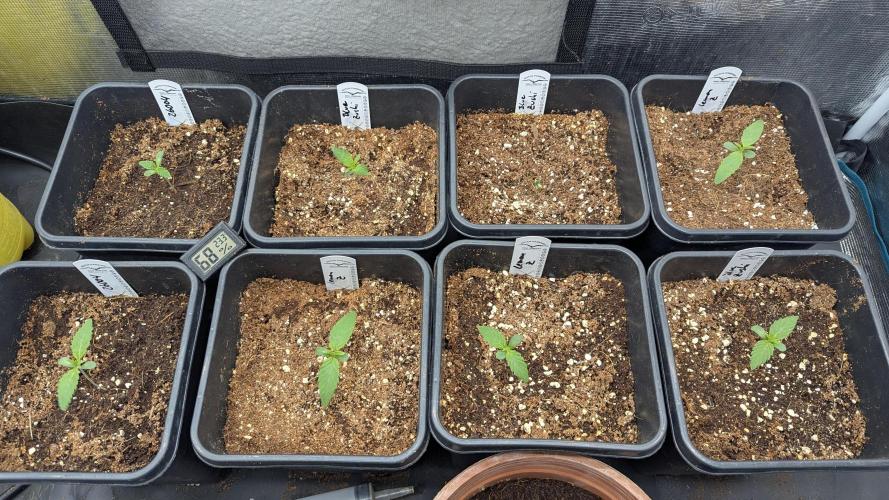 Dutch Passion Tester 26004. Week 1