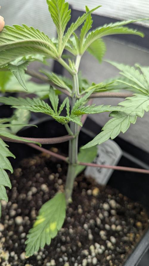 Dutch Passion Tester 26004. Week 3