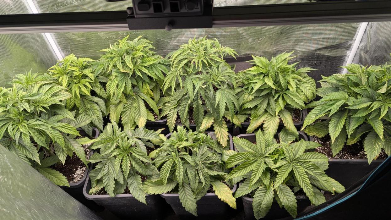 Dutch Passion Tester 26004. Week 4