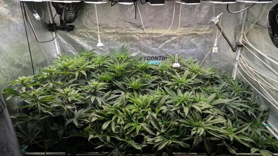Dutch Passion Tester 26004. Week 7