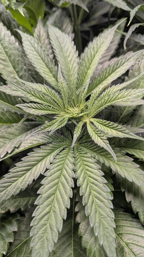 Dutch Passion Tester 26004. Week 7