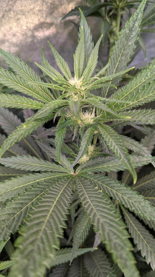 Dutch Passion Tester 26004. Week 8