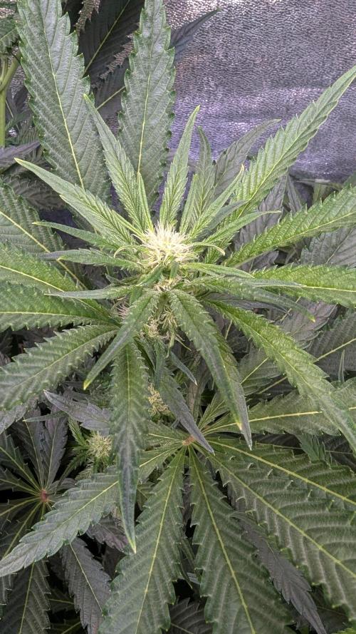 Dutch Passion Tester 26004. Week 8