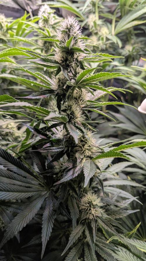 Dutch Passion Tester 26004. Week 10