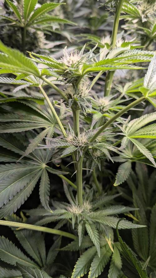 Dutch Passion Tester 26004. Week 10