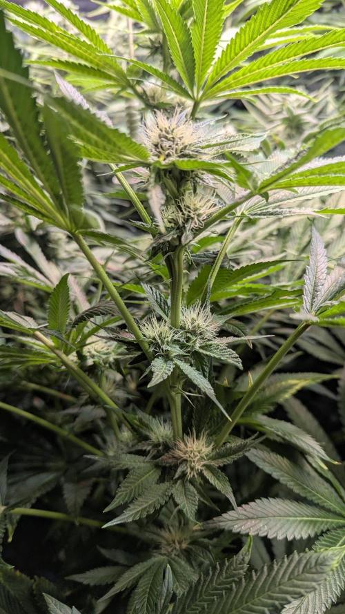 Dutch Passion Tester 26004. Week 11