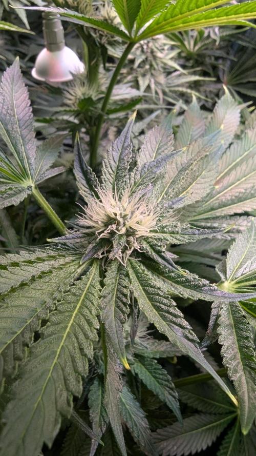 Dutch Passion Tester 26004. Week 11