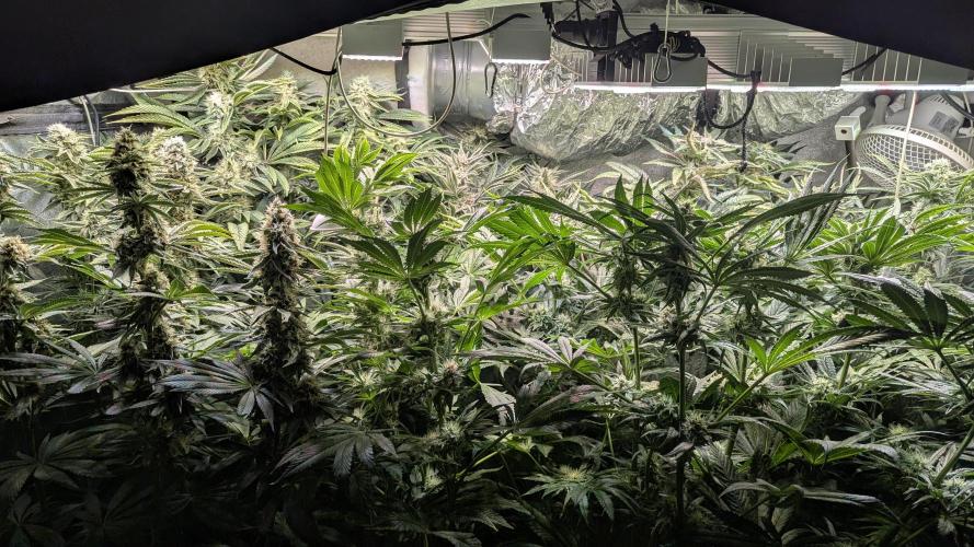 Dutch Passion Tester 26004. Week 11