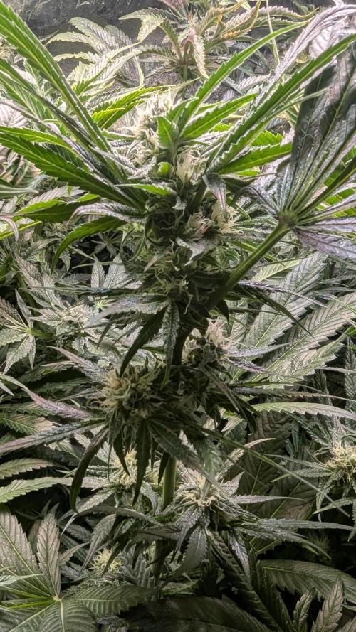 Dutch Passion Tester 26004. Week 12