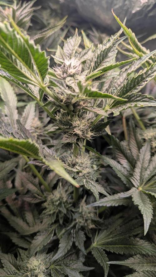 Dutch Passion Tester 26004. Week 12