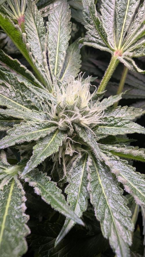 Dutch Passion Tester 26004. Week 12
