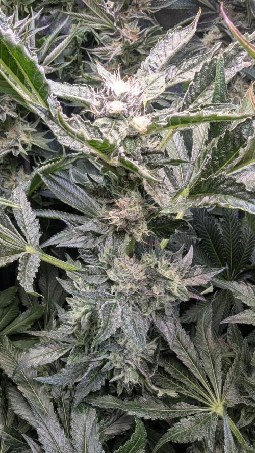 Dutch Passion Tester 26004. Week 13