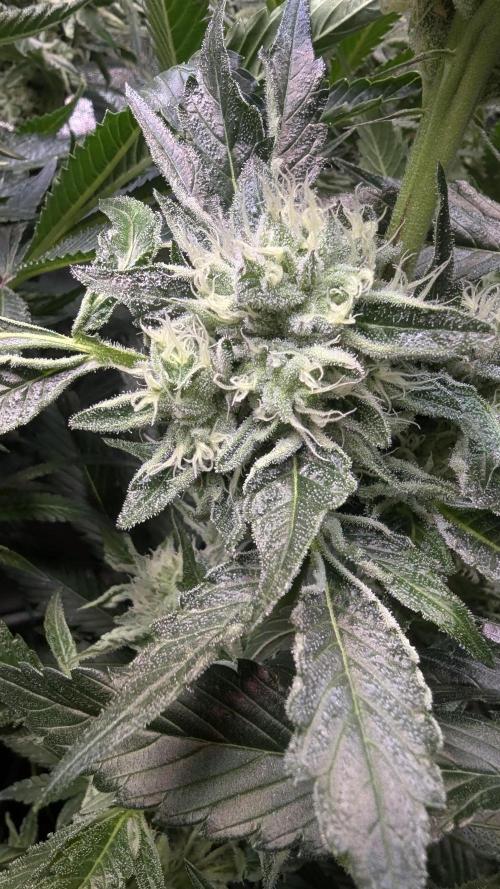 Dutch Passion Tester 26004. Week 13