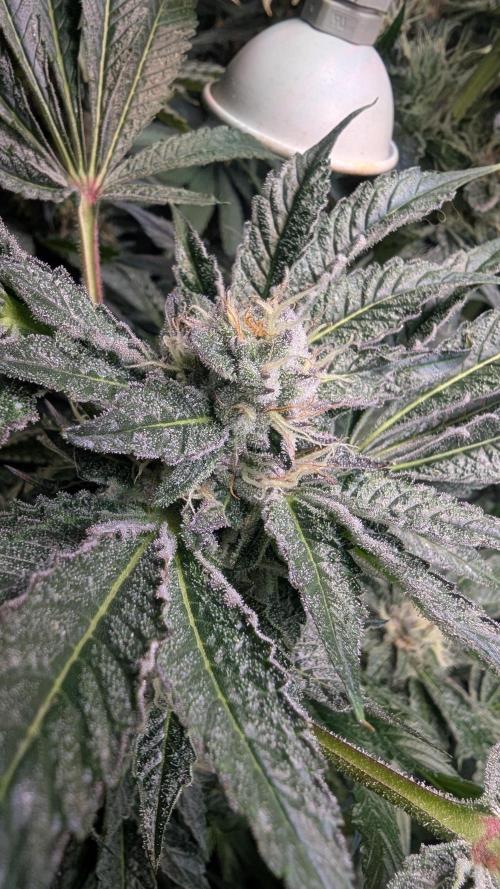 Dutch Passion Tester 26004. Week 13