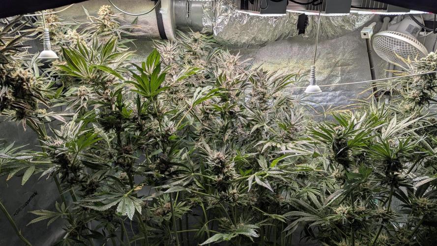 Dutch Passion Tester 26004. Week 14