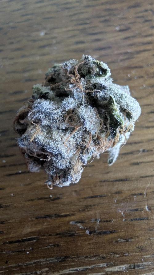 Dutch Passion Tester 26004. Week 14