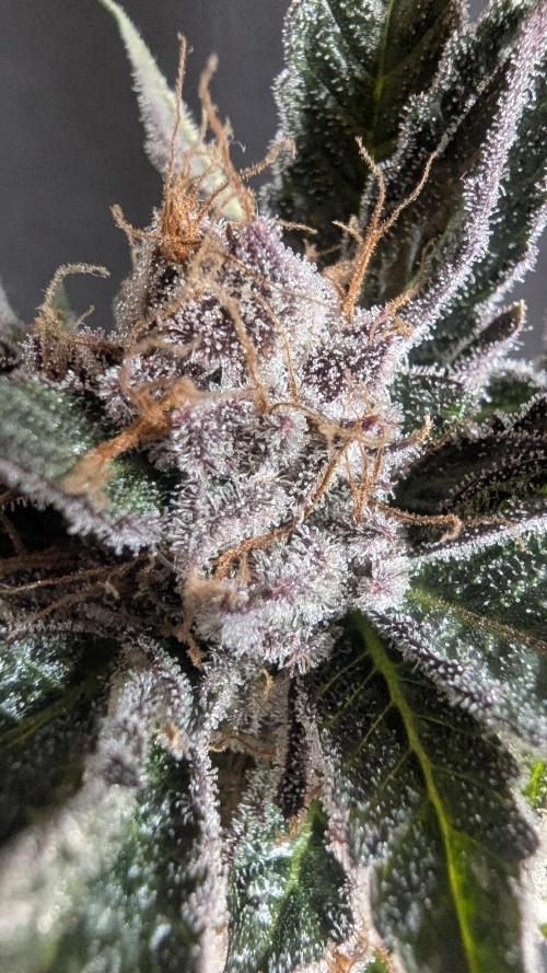 Dutch Passion Tester 26004. Week 14