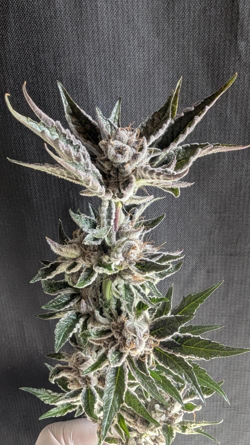 Dutch Passion Tester 26004. Week 14