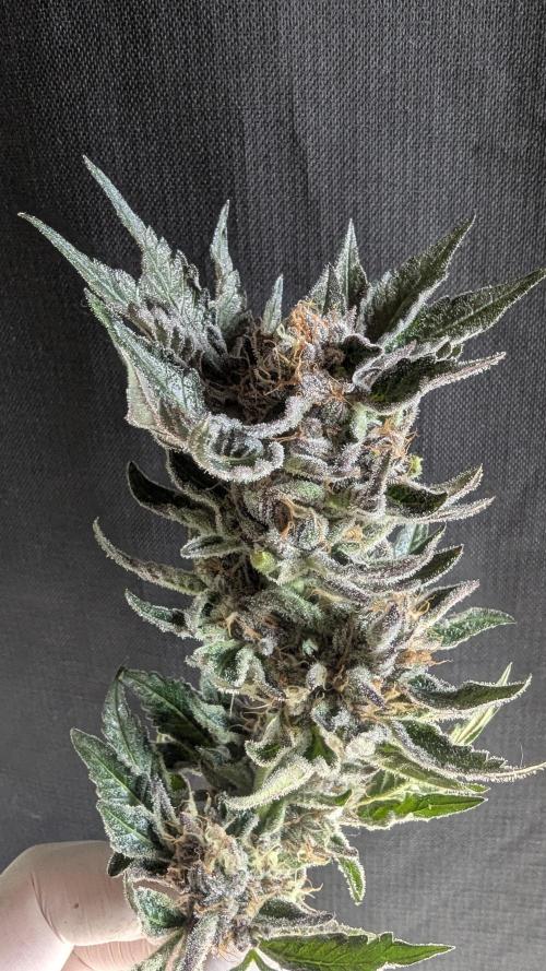 Dutch Passion Tester 26004. Week 14