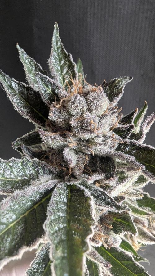 Dutch Passion Tester 26004. Week 14