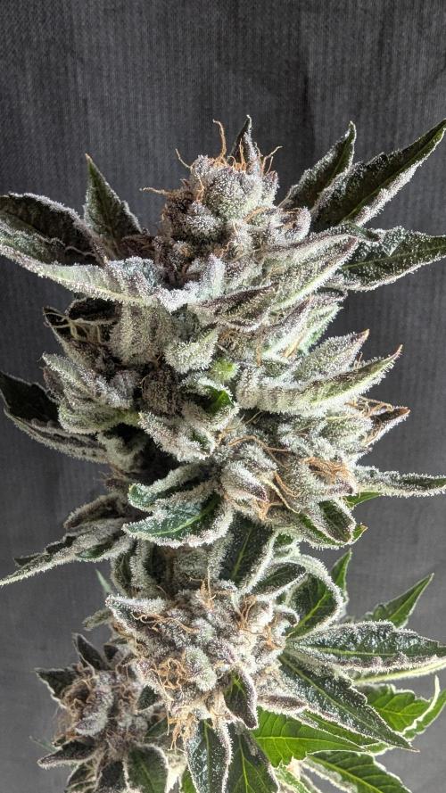 Dutch Passion Tester 26004. Week 14