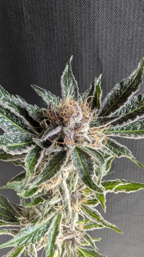 Dutch Passion Tester 26004. Week 14