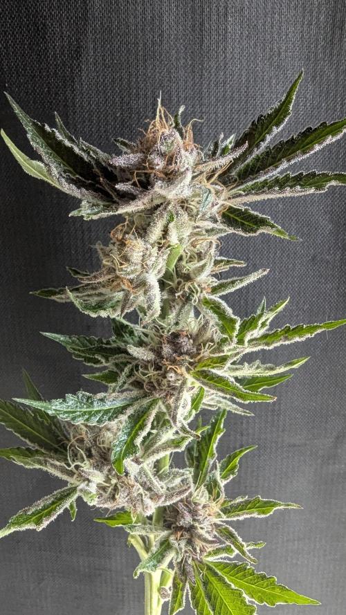 Dutch Passion Tester 26004. Week 14