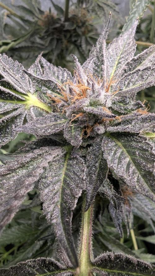 Dutch Passion Tester 26004. Week 14