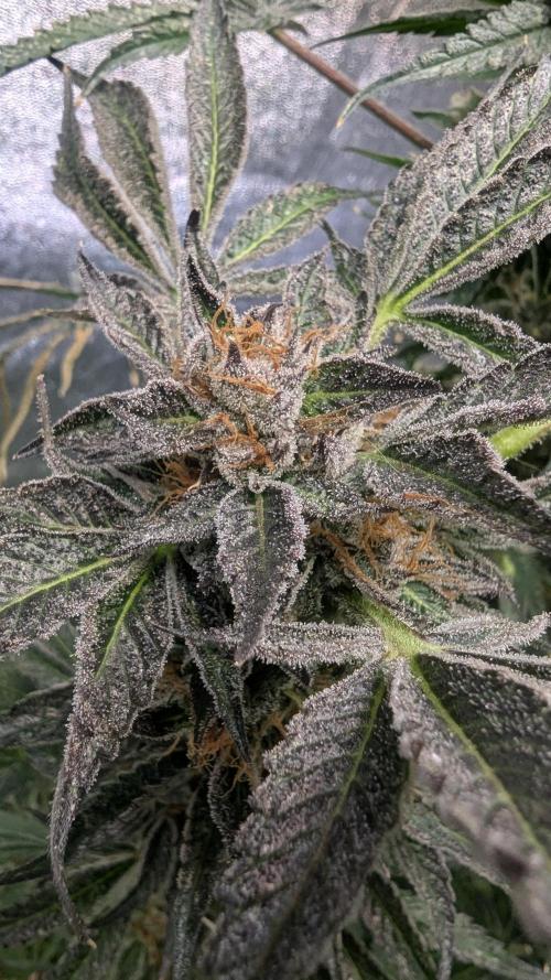 Dutch Passion Tester 26004. Week 14