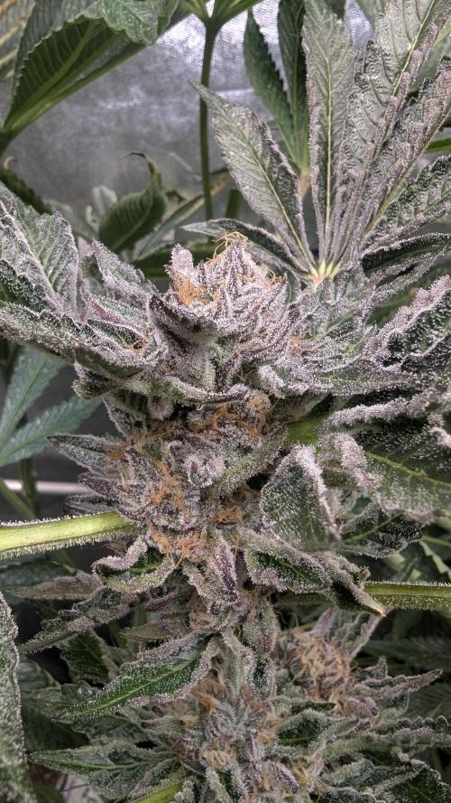 Dutch Passion Tester 26004. Week 14