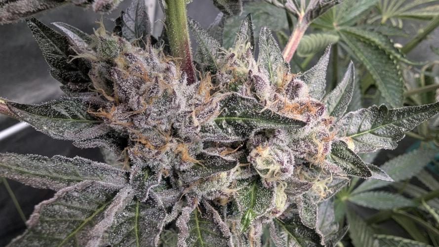Dutch Passion Tester 26004. Week 14
