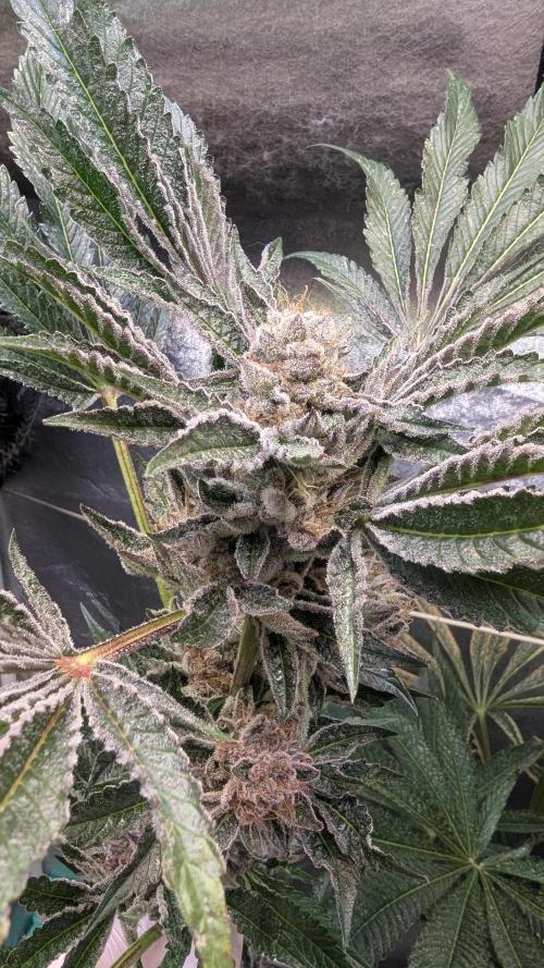 Dutch Passion Tester 26004. Week 14