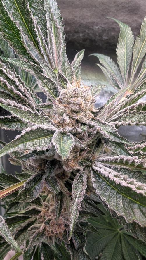 Dutch Passion Tester 26004. Week 14
