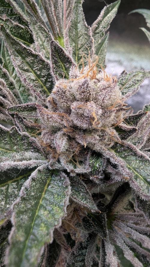 Dutch Passion Tester 26004. Week 14
