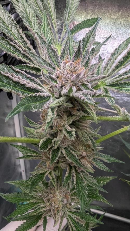 Dutch Passion Tester 26004. Week 14