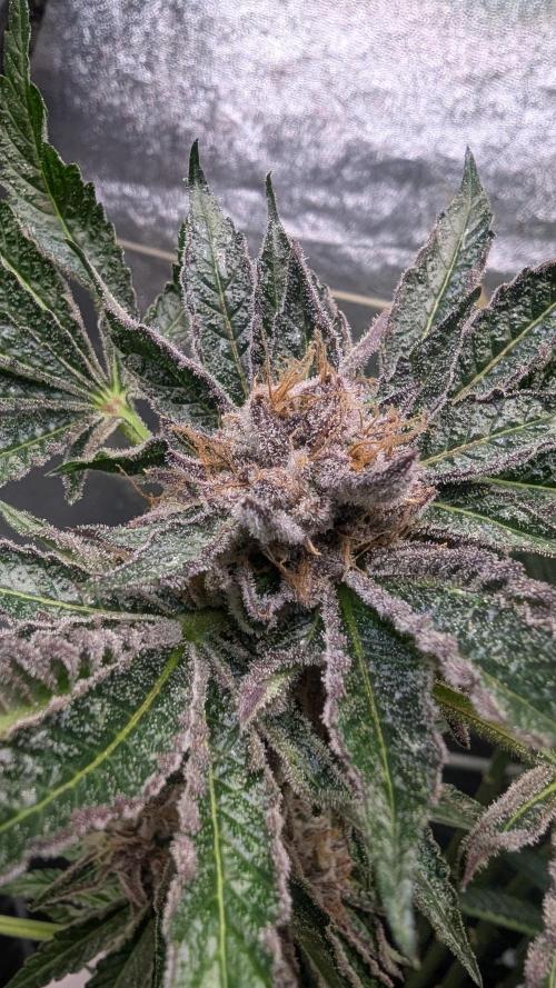 Dutch Passion Tester 26004. Week 14