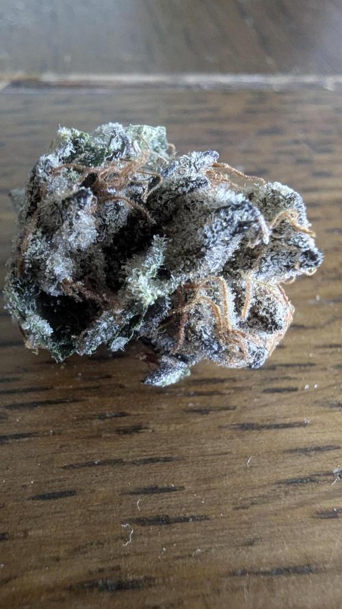 Dutch Passion Tester 26004. Week 14