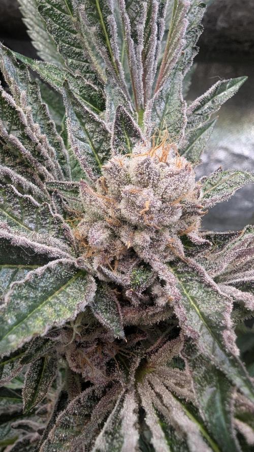 Dutch Passion Tester 26004. Week 14