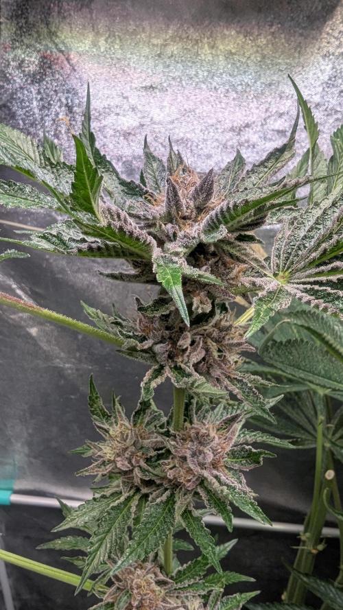 Dutch Passion Tester 26004. Week 14